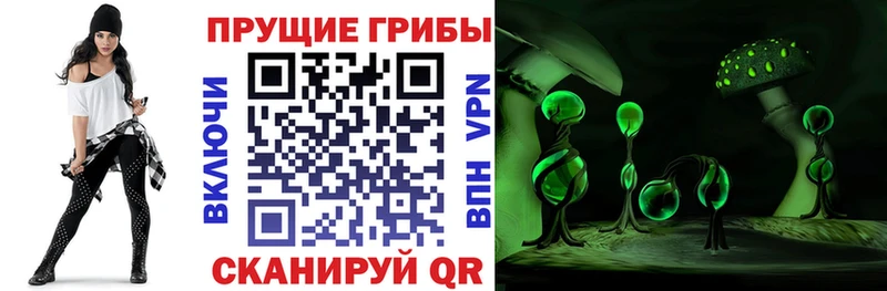 Купить где  Заволжье  Галлюциногенные грибы Psilocybe 